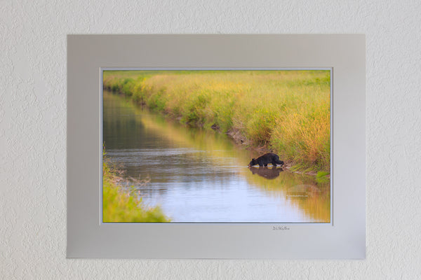 13 x 19 luster print in 18 x 24 ivory mat of Young black bear drinking out of a canal at the Alligator River Wildlife Refuge.