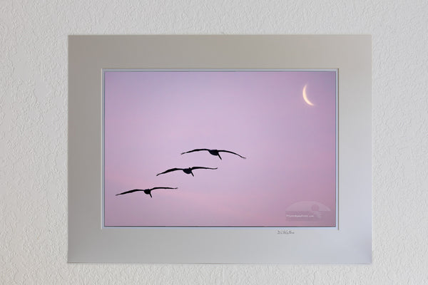 Lucky capture of three pelicans gliding towards the moon sliver at Frisco Beach on Cape Hatteras Island Outer Banks North Carolina.