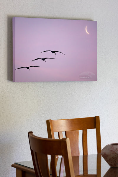 Lucky capture of three pelicans gliding towards the moon sliver at Frisco Beach on Cape Hatteras Island Outer Banks North Carolina.