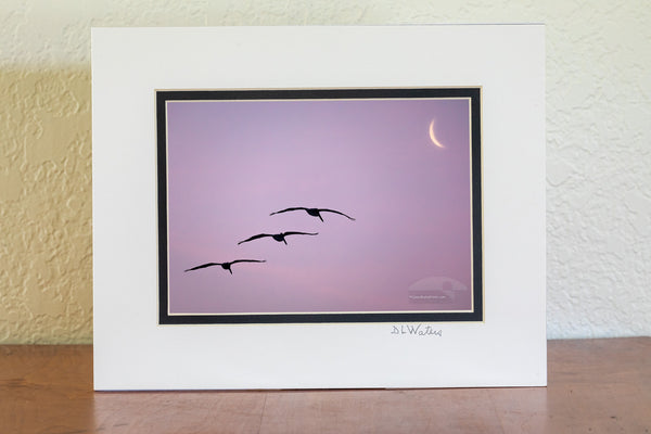 Lucky capture of three pelicans gliding towards the moon sliver at Frisco Beach on Cape Hatteras Island Outer Banks North Carolina.