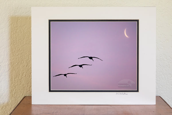 Lucky capture of three pelicans gliding towards the moon sliver at Frisco Beach on Cape Hatteras Island Outer Banks North Carolina.