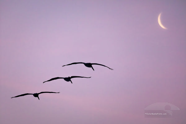 Lucky capture of three pelicans gliding towards the moon sliver at Frisco Beach on Cape Hatteras Island Outer Banks North Carolina.