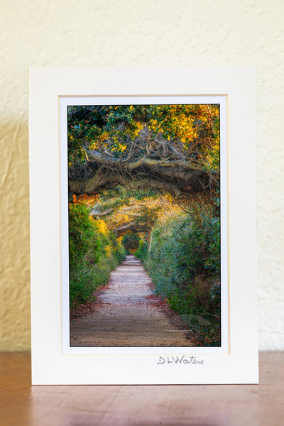 A tunnel of live oak trees photographed at Pea Island on the Outer Banks, NC.