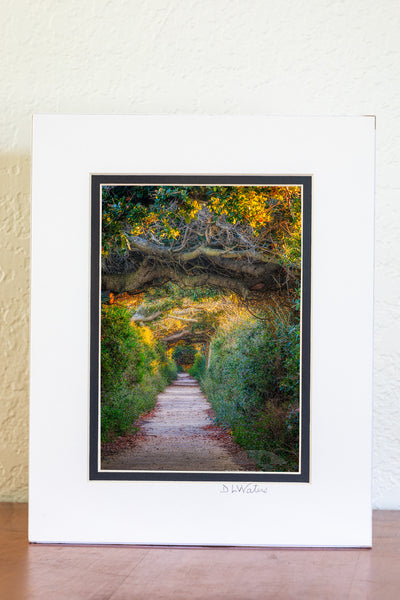 A tunnel of live oak trees photographed at Pea Island on the Outer Banks, NC.