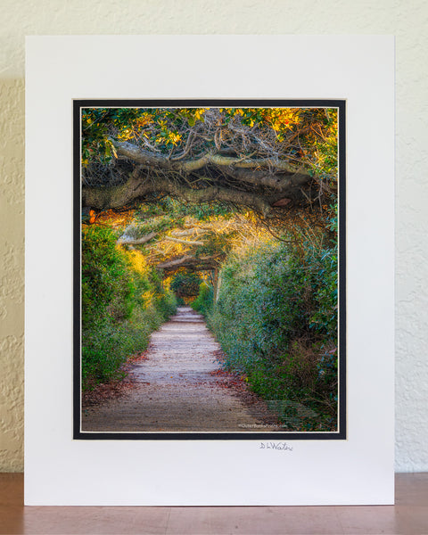 A tunnel of live oak trees photographed at Pea Island on the Outer Banks, NC.