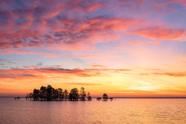 A line of Cypress trees at sunrise in Lake Mattamuskeet, North Carolina.
