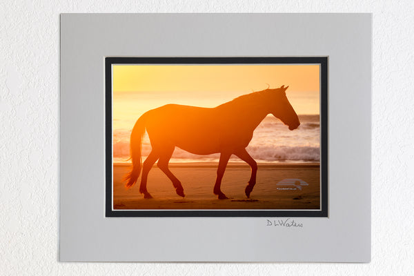 5 x 7 luster prints in a 8 x 10 ivory and black double mat of  Wild horse trotting down the beach, silhouetted on the beach in front of surf at sunrise in Carova Beach, NC on the Outer Banks.