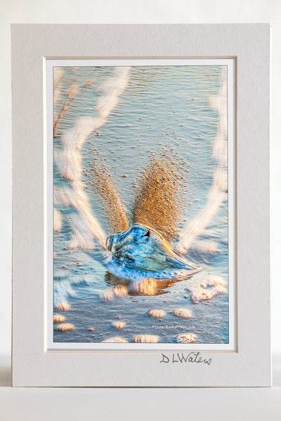4 x 6 luster print in a 5 x 7 ivory mat of This photo was taken while on a tripod, with a slow shutter speed in order to show the movement of the bubbles in contrast with the sharp whelk shell.