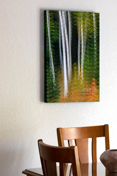 20"x30" x1.5" stretched canvas print hanging in the dining room of This photo was not taking on the Outer Banks. It is a multiple exposure of aspen trees and pine trees captured in the White Mountains of New Hampshire.