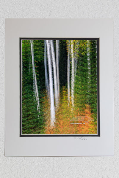 8 x 10 luster print in a 11 x 14 ivory and black double mat of This photo was not taking on the Outer Banks. It is a multiple exposure of aspen trees and pine trees captured in the White Mountains of New Hampshire.