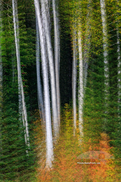 This photo was not taking on the Outer Banks.  It is a multiple exposure of aspen trees and pine trees captured in the White Mountains of New Hampshire.