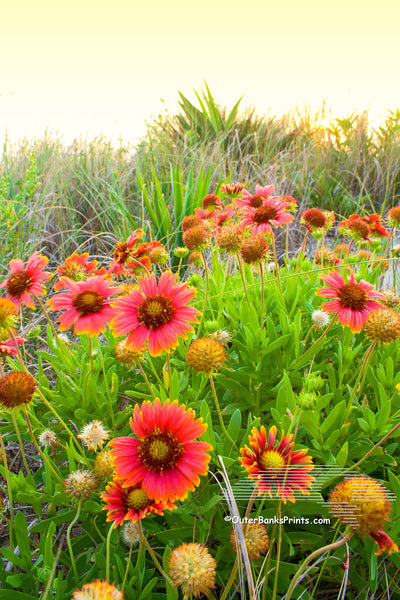 Gaillardia  Flowers at a Kitty Hawk beach, photographed at sunrise. These Gaillardia flowers grow like weeds in the sand on the Outer Banks. They are also known as Indian Blanket Flower, or Firewheel, and are locally known as Jo Bells.
