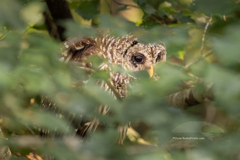 This Barred owl was photographed peeking out of the foliage, at Alligator Wildlife Refuge, about a half hour west of the beach off of highway 64. Barred owls are also known as Hoot owls because of their distinctive calls. They are one of the few owls that do not have ear tufts in the eastern United States.