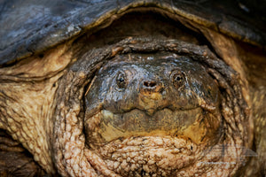 This close-up of a snapping turtle highlights its rugged, ancient beauty—sharp beak, textured skin, and the edge of its protective shell. These fascinating creatures, found in wetlands and slow-moving waters, have existed since the time of dinosaurs and can live up to 40 years in the wild. Known for their powerful jaws and tenacious nature, snapping turtles have an impressively strong bite somewhere in the range of 45 to 50 pounds of force. This is powerful enough to cause significant injury, including brea