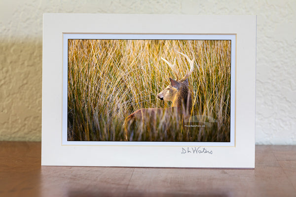 In the calm of a Cape Hatteras afternoon, a whitetail buck emerges from the reeds, momentarily caught in perfect light.