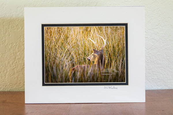 In the calm of a Cape Hatteras afternoon, a whitetail buck emerges from the reeds, momentarily caught in perfect light.