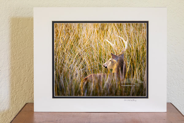 In the calm of a Cape Hatteras afternoon, a whitetail buck emerges from the reeds, momentarily caught in perfect light.