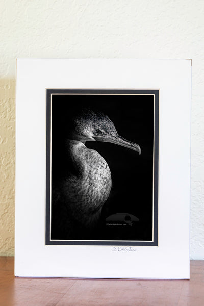 Black and white close-up of a cormorant coming out of deep shadows into the light.