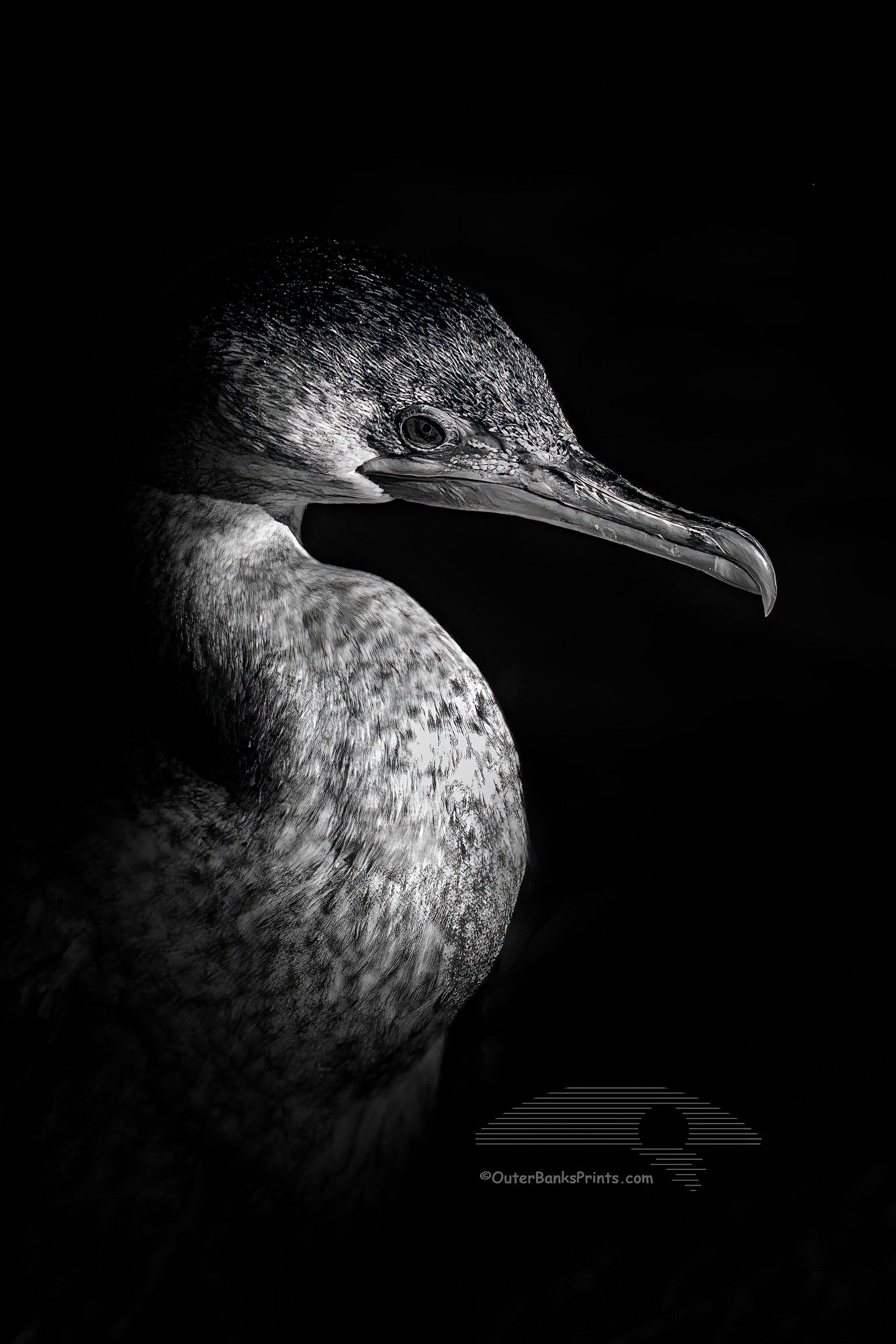 Black and white close-up of a cormorant coming out of deep shadows into the light.