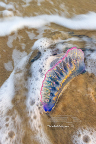 Blue Bottlein the Surf – Frisco Beach, Outer Banks, NC
Bluebottle is another name for Portuguese man of war. This striking marine drifter, often mistaken for a jellyfish, is actually a colony of organisms working together as one. Its iridescent, balloon-like float catches the wind, while long, venomous tentacles—sometimes stretching over 30 feet—trail below to stun and capture prey. Spotted in the surf at Frisco Beach, this one reminds us that even the most beautiful things in nature can be dangerous.The lo
