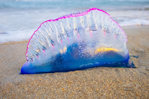 A mesmerizing close-up of a Portuguese Man of War washed ashore at Frisco Beach, Outer Banks, NC.

Nature’s beauty with a sting!The Portuguese Man of War is commonly referred to as a Bluebottle because of his vibrant balloon-like float.&nbsp;


Interesting Facts:
Despite its jellyfish-like appearance, the Portuguese Man of War is a siphonophore—a colony of specialized organisms working together.
Its long, venomous tentacles can deliver painful stings even after it’s washed ashore.
The name "Man of War" come