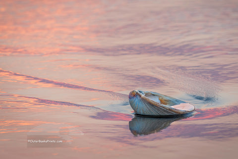 Colorful reflection of sunrise and clam shell on the beach at Kitty Hawk Outer Banks North Carolina.