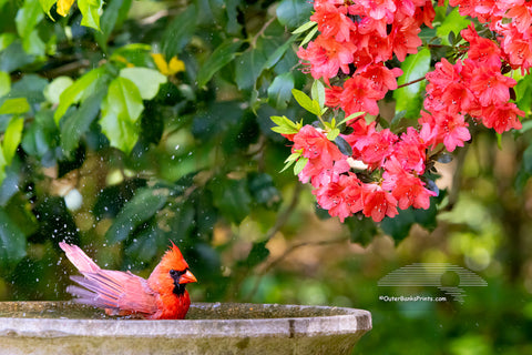 A male northern cardinal enjoys a refreshing bath in the birdbath, with the vibrant reds of blooming azaleas in the background. The matching colors and lively scene capture a perfect spring moment right in my backyard.