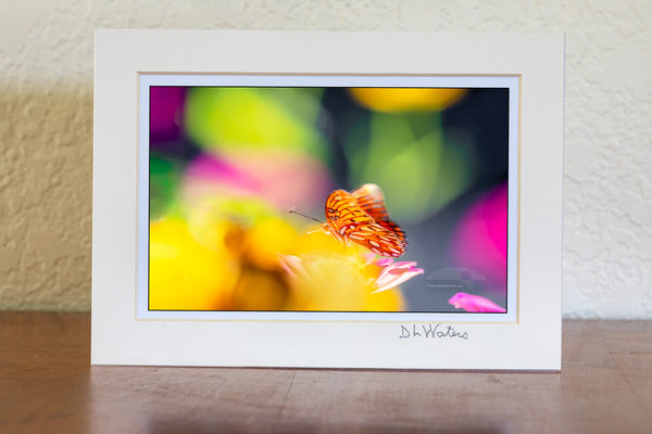 I used a shallow depth of field to create this dreamy effect of a Passion Butterfly and Zinnia flowers on the Outer Banks in Duck, North Carolina.