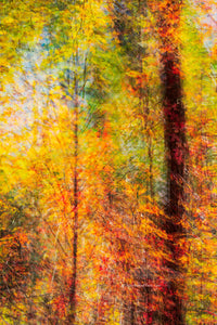 Fall foliage composed of 15 layered images from slightly different angles to show the feeling of fall. This was photographed at Nags Head Woods in Kill Devil Hills on the Outer Banks of North Carolina.