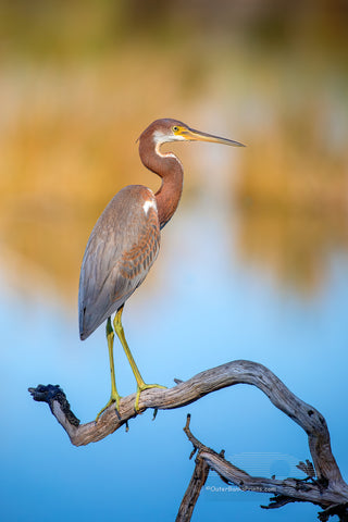 Juvenile Tricolored Heron Outer Banks Birds