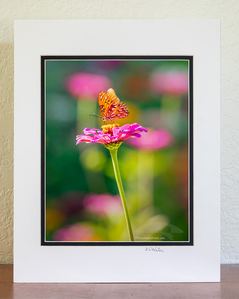 Photo of a Passion Butterfly in a Zinnia butterfly garden in Duck on the Outer Banks of North Carolina.