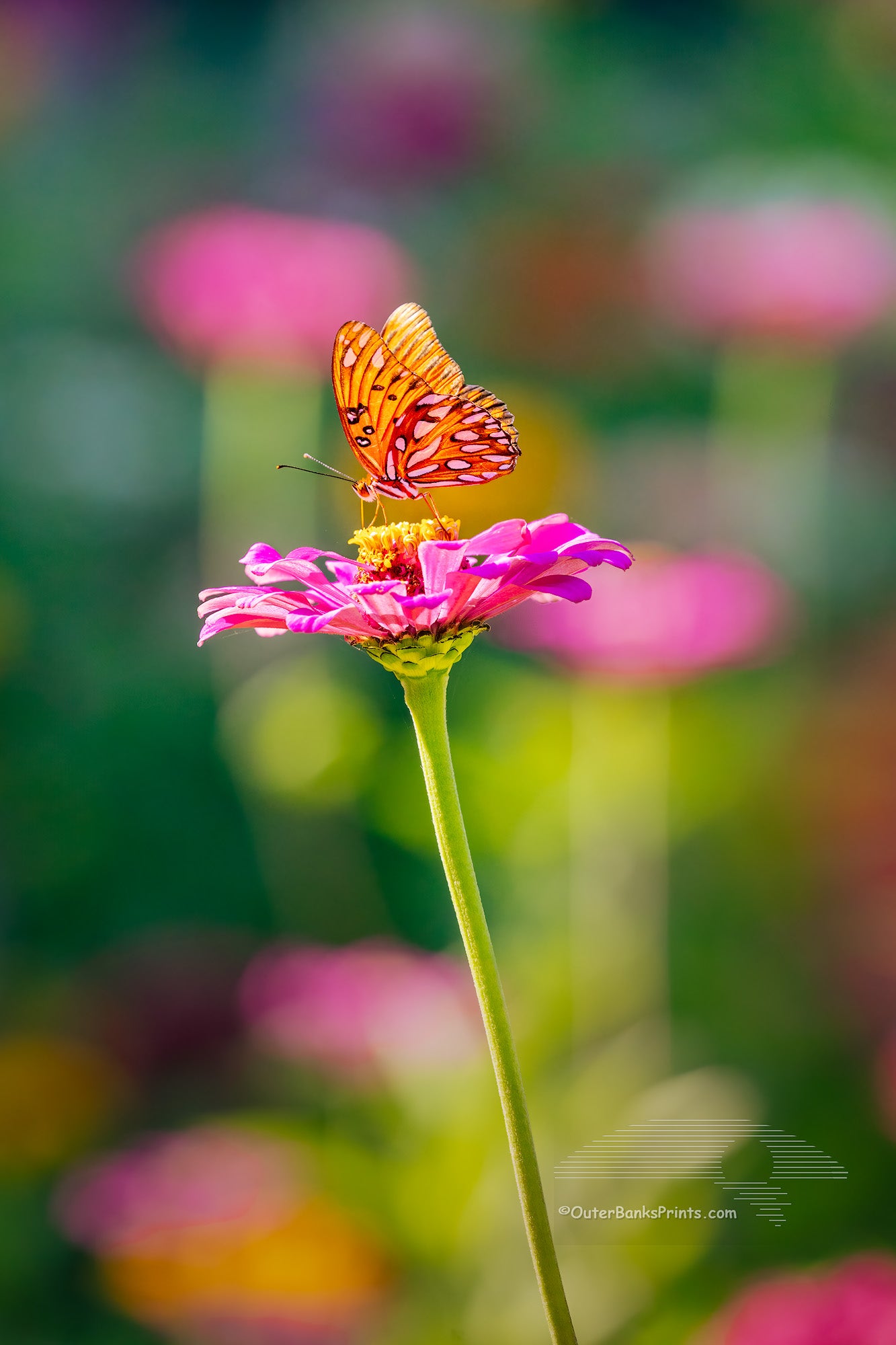Photo of a Passion Butterfly in a Zinnia butterfly garden in Duck on the Outer Banks of North Carolina.
