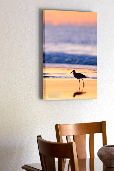 A graceful Willet making its early-morning stroll along the shoreline of Frisco Beach, within Cape Hatteras National Seashore. The soft dawn light and gentle surf perfectly frame this charming beachcomber as it searches for breakfast