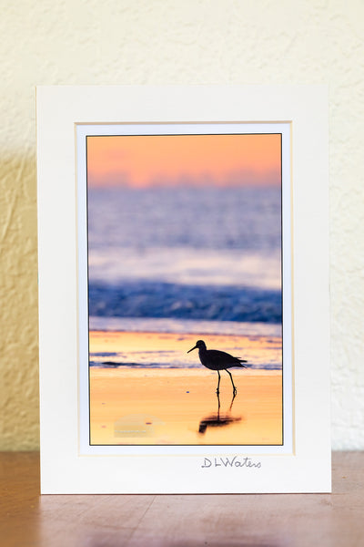 A graceful Willet making its early-morning stroll along the shoreline of Frisco Beach, within Cape Hatteras National Seashore. The soft dawn light and gentle surf perfectly frame this charming beachcomber as it searches for breakfast