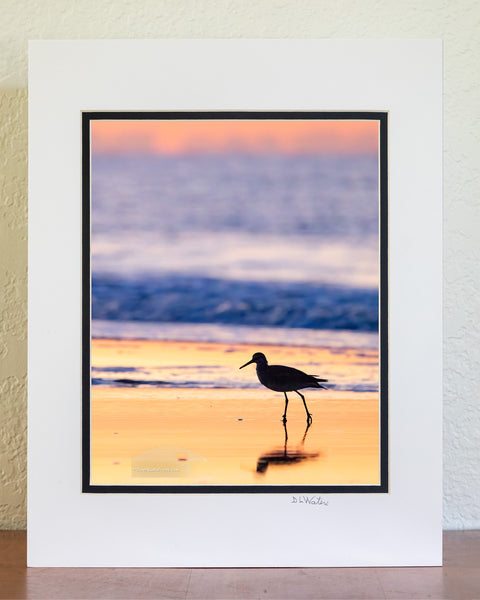 A graceful Willet making its early-morning stroll along the shoreline of Frisco Beach, within Cape Hatteras National Seashore. The soft dawn light and gentle surf perfectly frame this charming beachcomber as it searches for breakfast