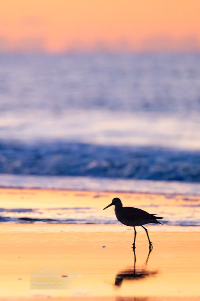 A graceful Willet making its early-morning stroll along the shoreline of Frisco Beach, within Cape Hatteras National Seashore. The soft dawn light and gentle surf perfectly frame this charming beachcomber as it searches for breakfast