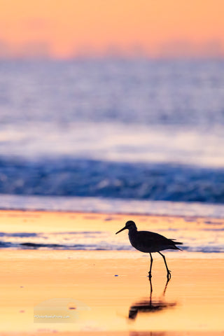 A graceful Willet making its early-morning stroll along the shoreline of Frisco Beach, within Cape Hatteras National Seashore. The soft dawn light and gentle surf perfectly frame this charming beachcomber as it searches for breakfast