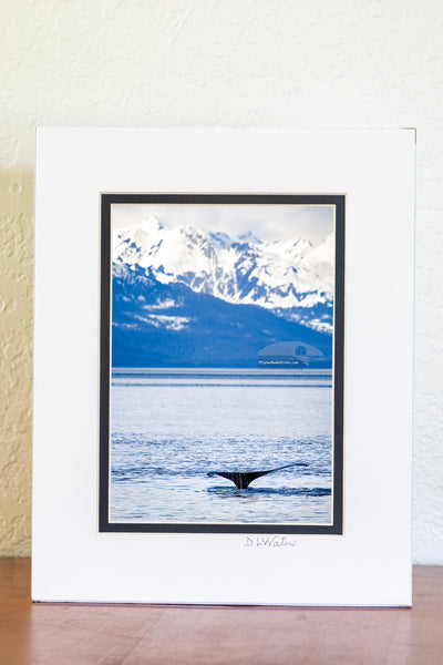 A humpback whale lifts its fluke before a deep dive in Juneau, Alaska. This iconic display, set against the snow-covered mountains reveals that this whale is preparing to explore the cold deep water below.