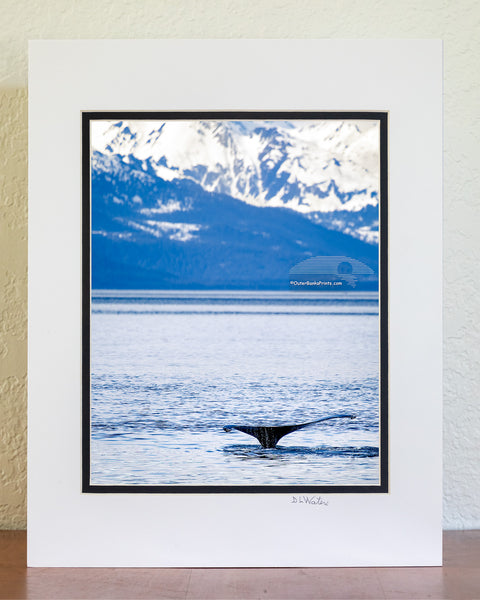 A humpback whale lifts its fluke before a deep dive in Juneau, Alaska. This iconic display, set against the snow-covered mountains reveals that this whale is preparing to explore the cold deep water below.