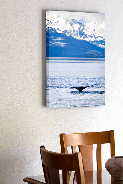 A humpback whale lifts its fluke before a deep dive in Juneau, Alaska. This iconic display, set against the snow-covered mountains reveals that this whale is preparing to explore the cold deep water below.