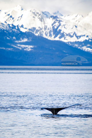 A humpback whale lifts its fluke before a deep dive in Juneau, Alaska. This iconic display, set against the snow-covered mountains reveals that this whale is preparing to explore the cold deep water below.