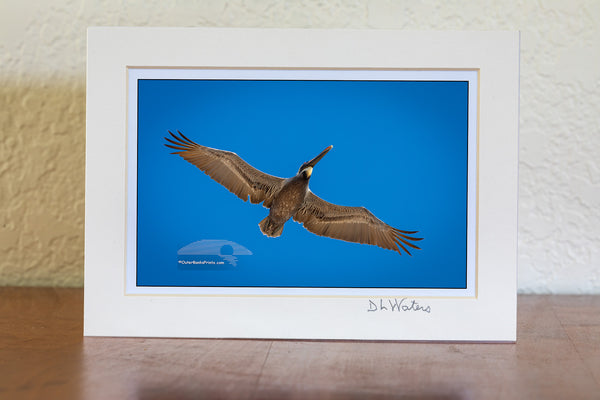 A brown pelican in its colorful winter plumage flies overhead against a clear blue sky. Known for their impressive diving skills, brown pelicans can plunge from heights of 60 feet to catch fish. Their throat pouch holds up to 3 gallons of water and fish, and they drain the water before swallowing. Once endangered due to pesticide use, these coastal birds have made a strong comeback and are now thriving.