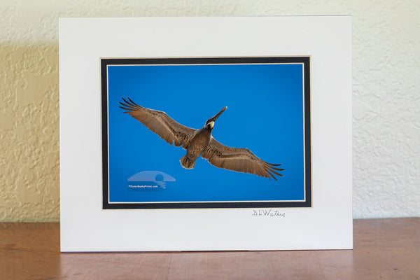 A brown pelican in its colorful winter plumage flies overhead against a clear blue sky. Known for their impressive diving skills, brown pelicans can plunge from heights of 60 feet to catch fish. Their throat pouch holds up to 3 gallons of water and fish, and they drain the water before swallowing. Once endangered due to pesticide use, these coastal birds have made a strong comeback and are now thriving.