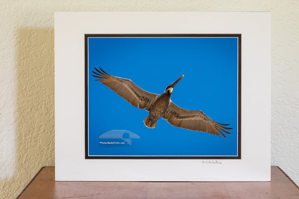 A brown pelican in its colorful winter plumage flies overhead against a clear blue sky. Known for their impressive diving skills, brown pelicans can plunge from heights of 60 feet to catch fish. Their throat pouch holds up to 3 gallons of water and fish, and they drain the water before swallowing. Once endangered due to pesticide use, these coastal birds have made a strong comeback and are now thriving.