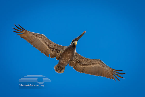 A brown pelican in its colorful winter plumage flies overhead against a clear blue sky. Known for their impressive diving skills, brown pelicans can plunge from heights of 60 feet to catch fish. Their throat pouch holds up to 3 gallons of water and fish, and they drain the water before swallowing. Once endangered due to pesticide use, these coastal birds have made a strong comeback and are now thriving.