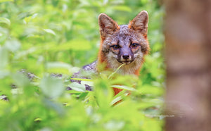 The Grey Fox used to be the most common fox in the eastern United States but due to deforestation it's numbers have dwindled,now the red fox is more common.A little known fact about the Grey Fox is that they are able to climb trees.
