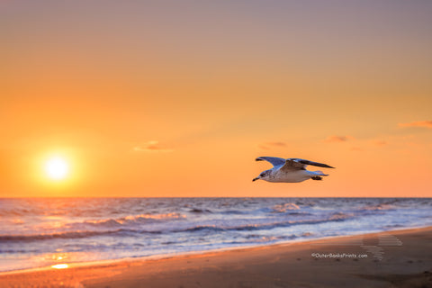 Seagull flying along a Outer Banks beach at sunrise. Seagulls are fabulous flyers that have mastered the art of sorry. They are one of the only species of sea birds that can survive by drinking salt water which enables them to go far out to sea. Seagulls mate for life and both parents care for the young.