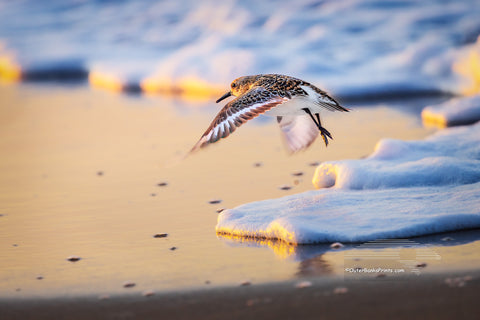 A sandpiper comes in for a landing as the sun sets over the beach. Soft sea foam lines the shore, and the warm colors of the fading light reflect off the wet sand, capturing a quiet moment along the Outer Banks.