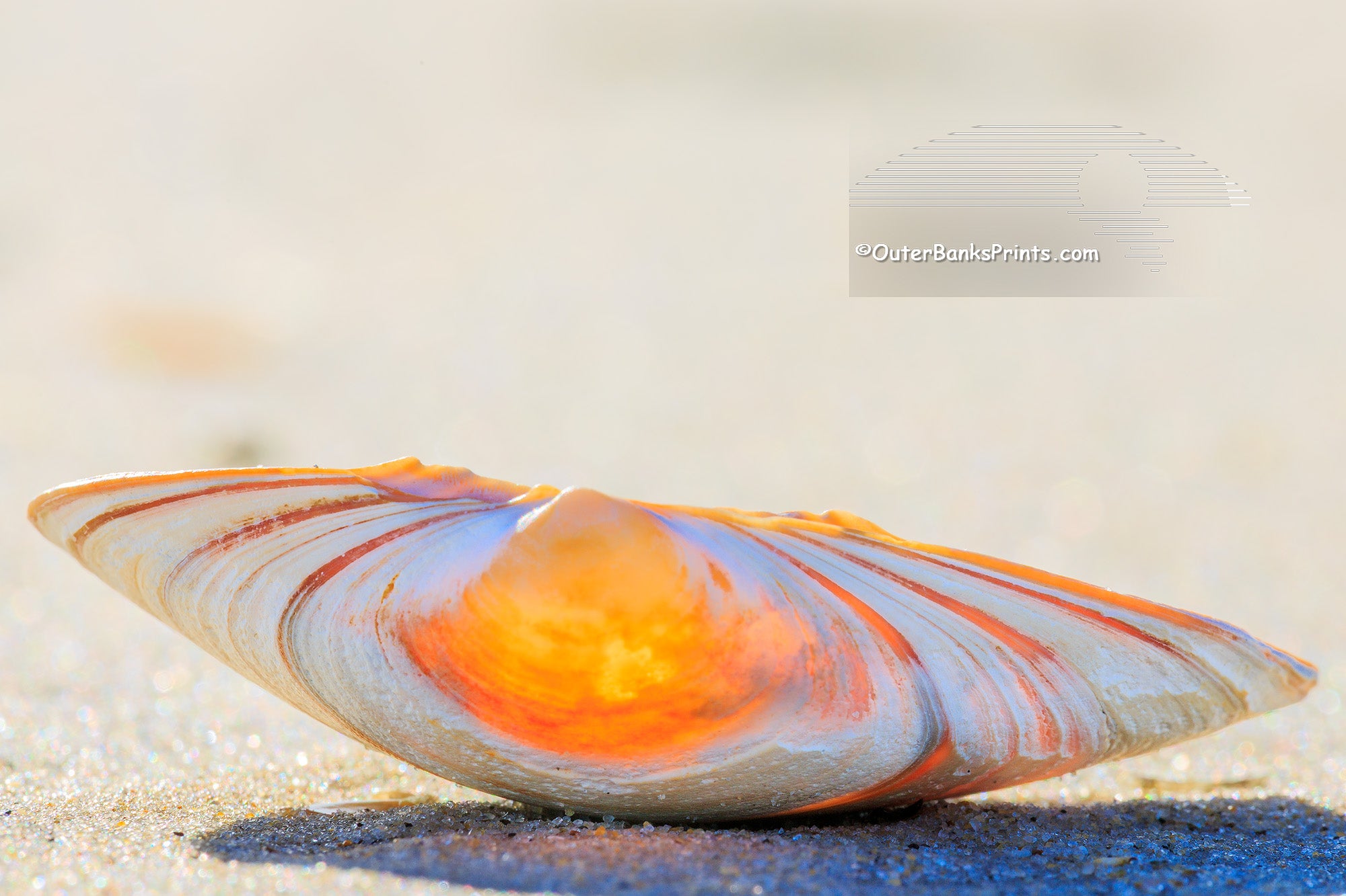 Resting Outer Banks Shells – Outer Banks Photo Prints