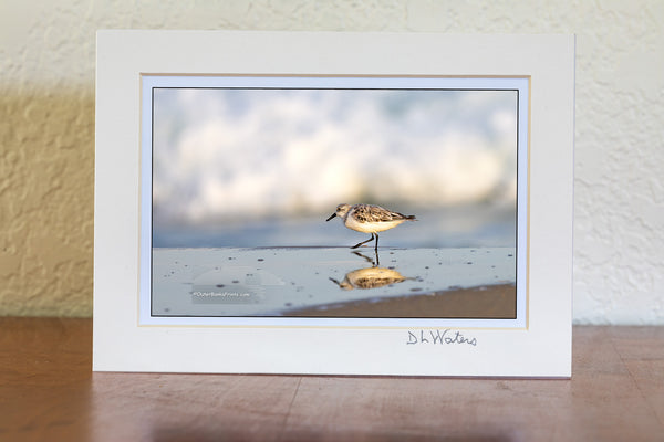A solitary sandpiper pauses at the water’s edge, its reflection mirrored in the wet sand. Soft, out-of-focus surf rolls in behind it, capturing a quiet moment along the shoreline of Frisco on the Outer Banks.